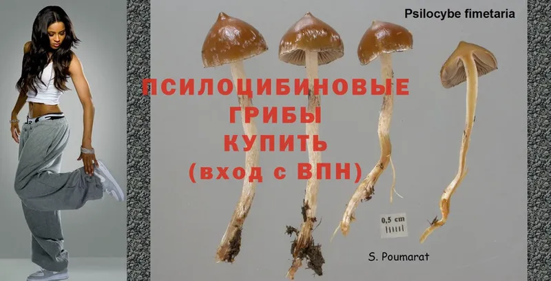 Галлюциногенные грибы Psilocybine cubensis  цены наркотик  Юрьев-Польский 